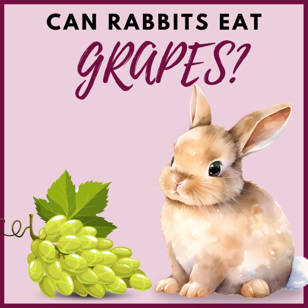 Can Rabbits Eat Grapes ?
