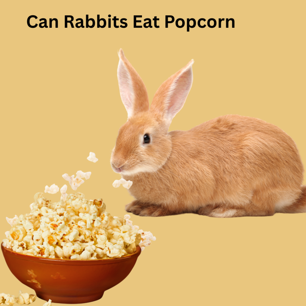 Can My Rabbits Eat Popcorn