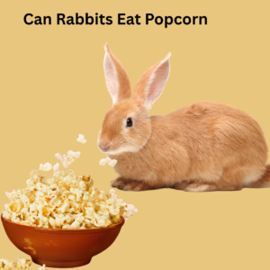 Can My Rabbits Eat Popcorn