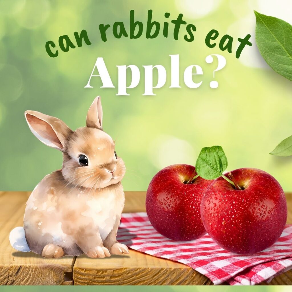 Can Rabbits Eat Apples ?