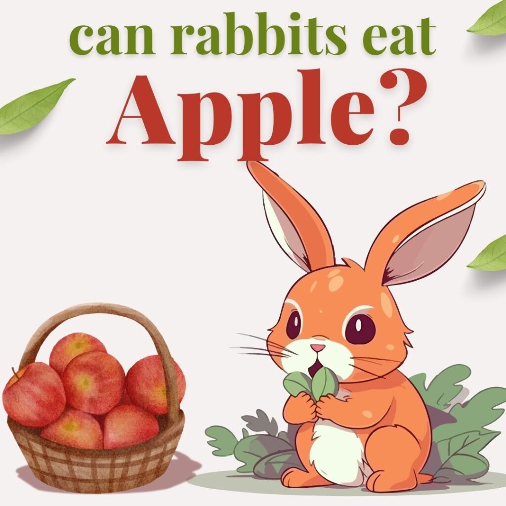 Can Rabbits Eat Apples ?