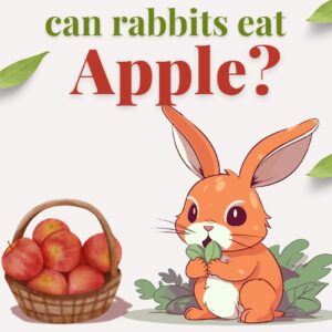 Can Rabbits Eat Apples ?