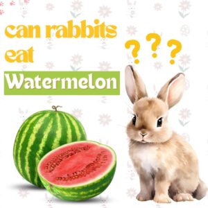 Can rabbits eat watermelon