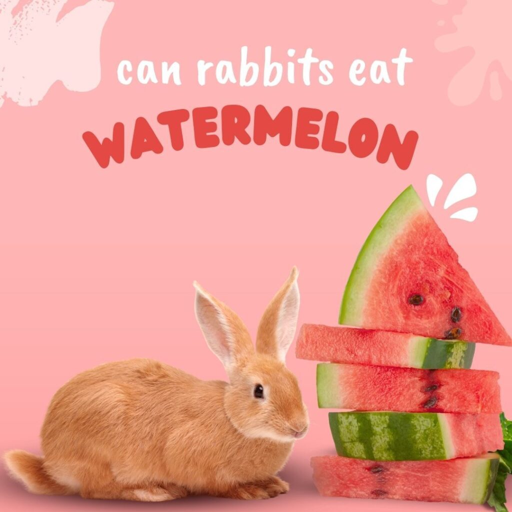 Can rabbits eat watemelon